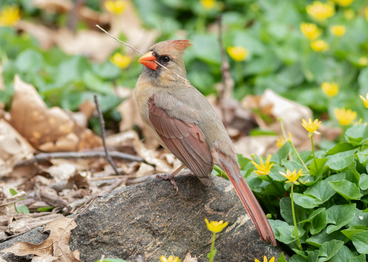 Northern Cardinal - ML324810051