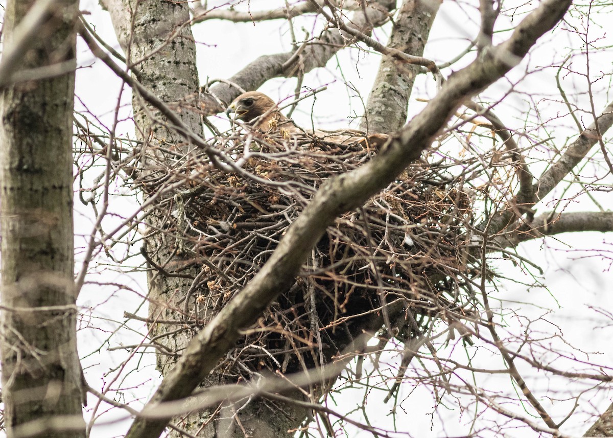 Red-tailed Hawk - ML324810181