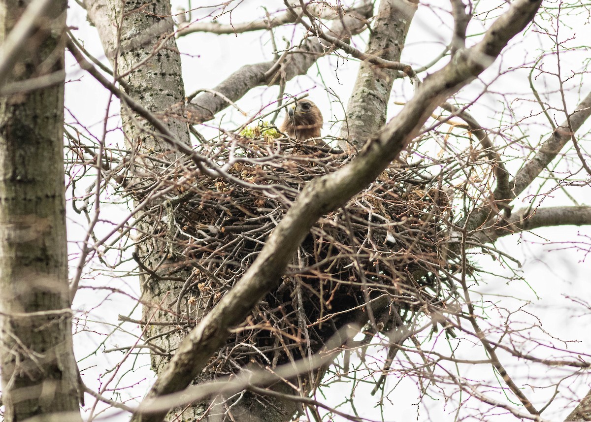 Red-tailed Hawk - ML324810191
