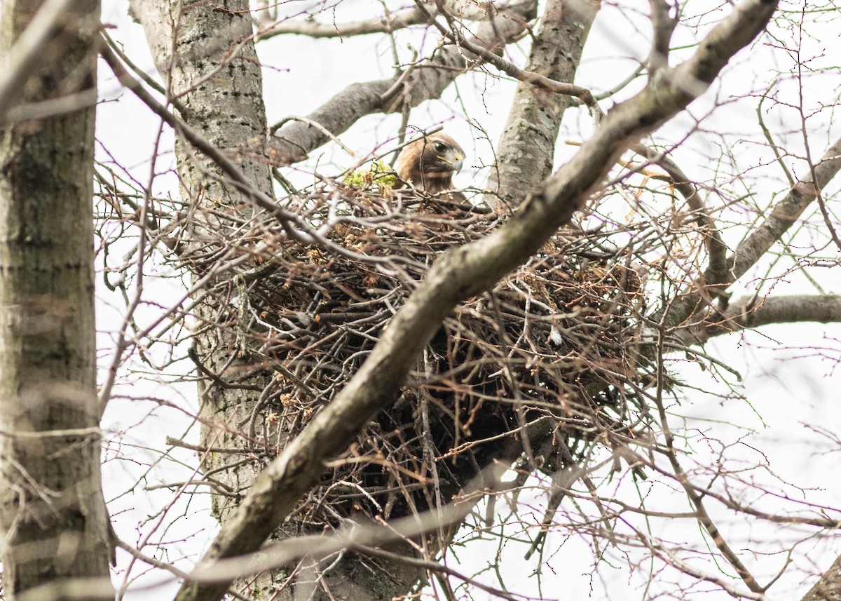 Red-tailed Hawk - ML324810211