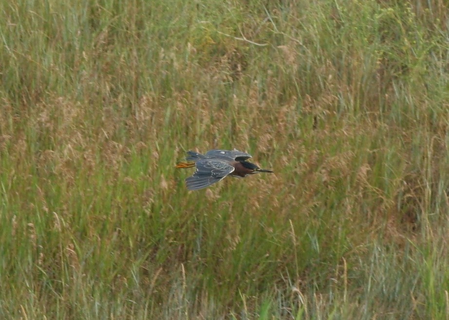 Green Heron - ML32481051