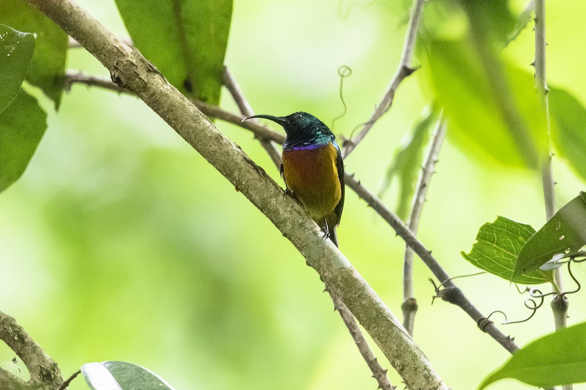 Loveridge's Sunbird - ML324811571