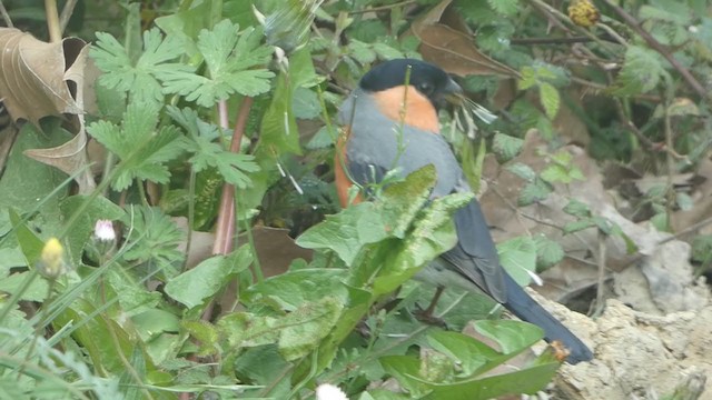 Eurasian Bullfinch - ML324812241