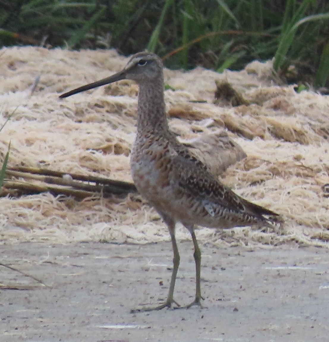 Long-billed Dowitcher - Nancy Leonard