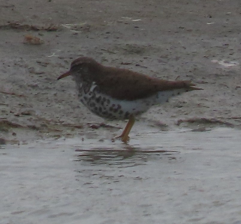 Spotted Sandpiper - ML324812551