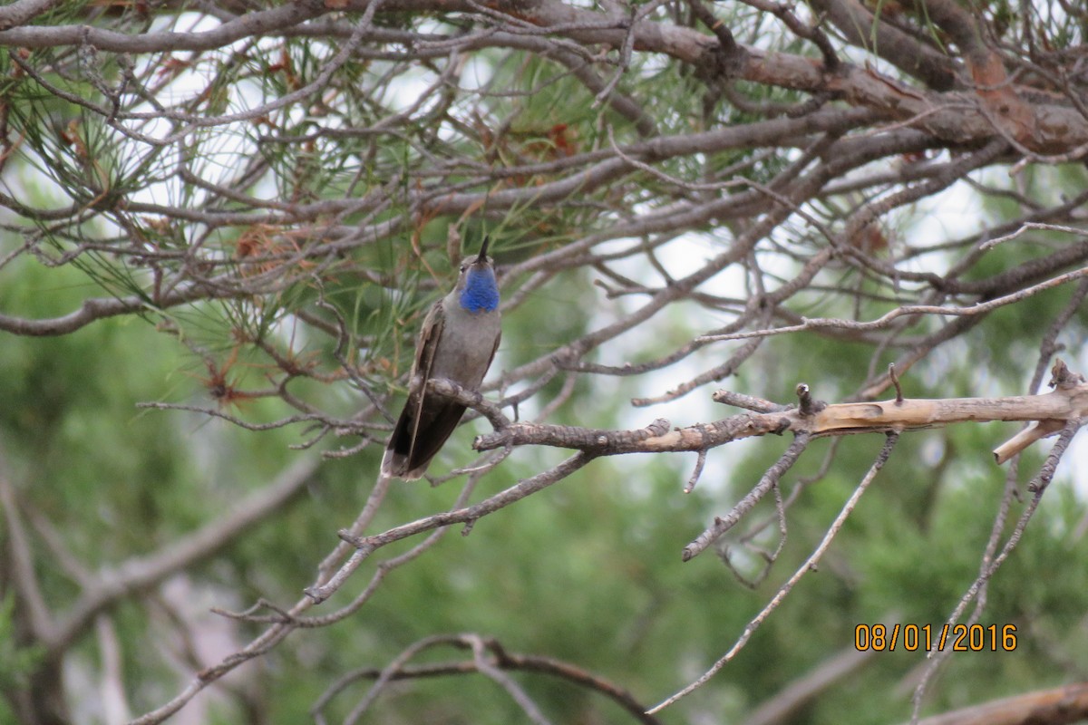 Colibri à gorge bleue - ML32481261