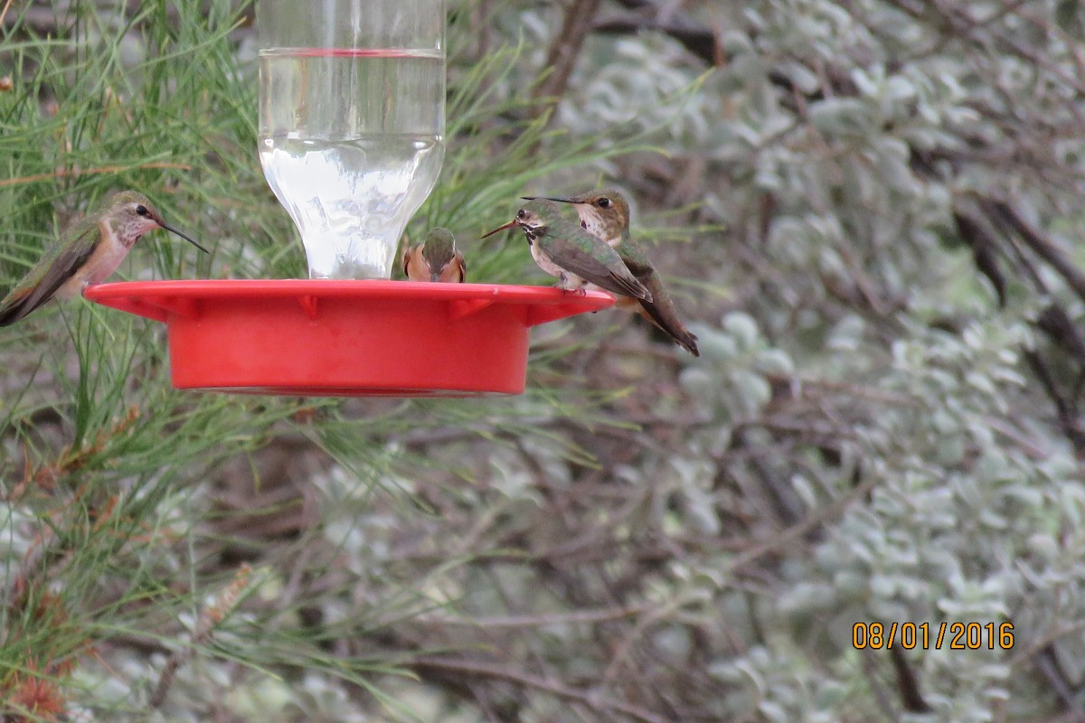Calliope Hummingbird - ML32481291