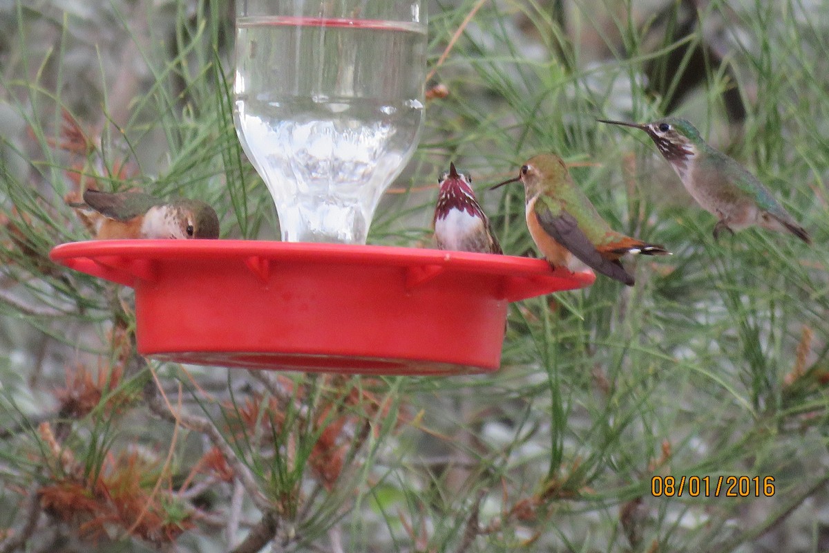 Calliope Hummingbird - ML32481321