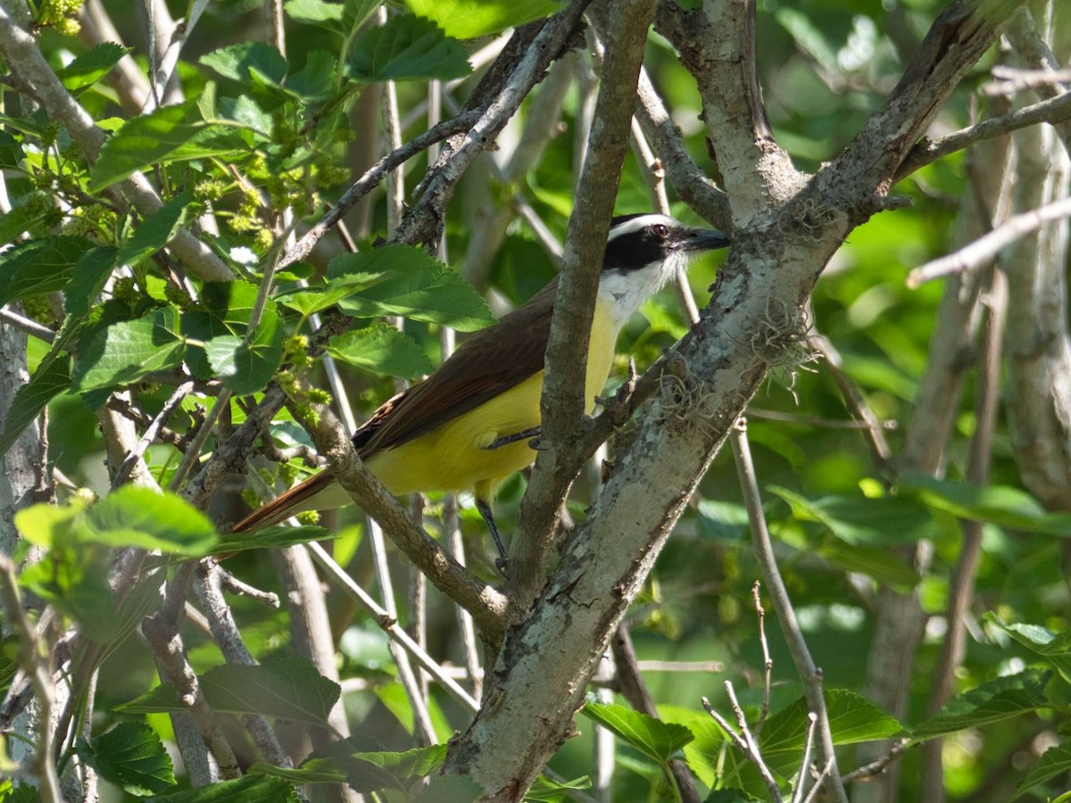 Great Kiskadee - ML324813961