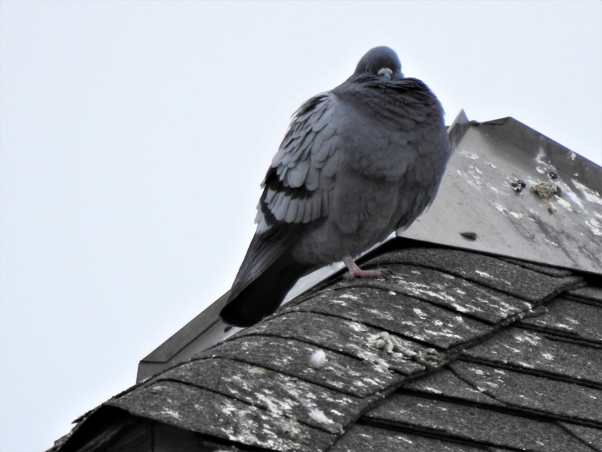 Rock Pigeon (Feral Pigeon) - Jim Walton