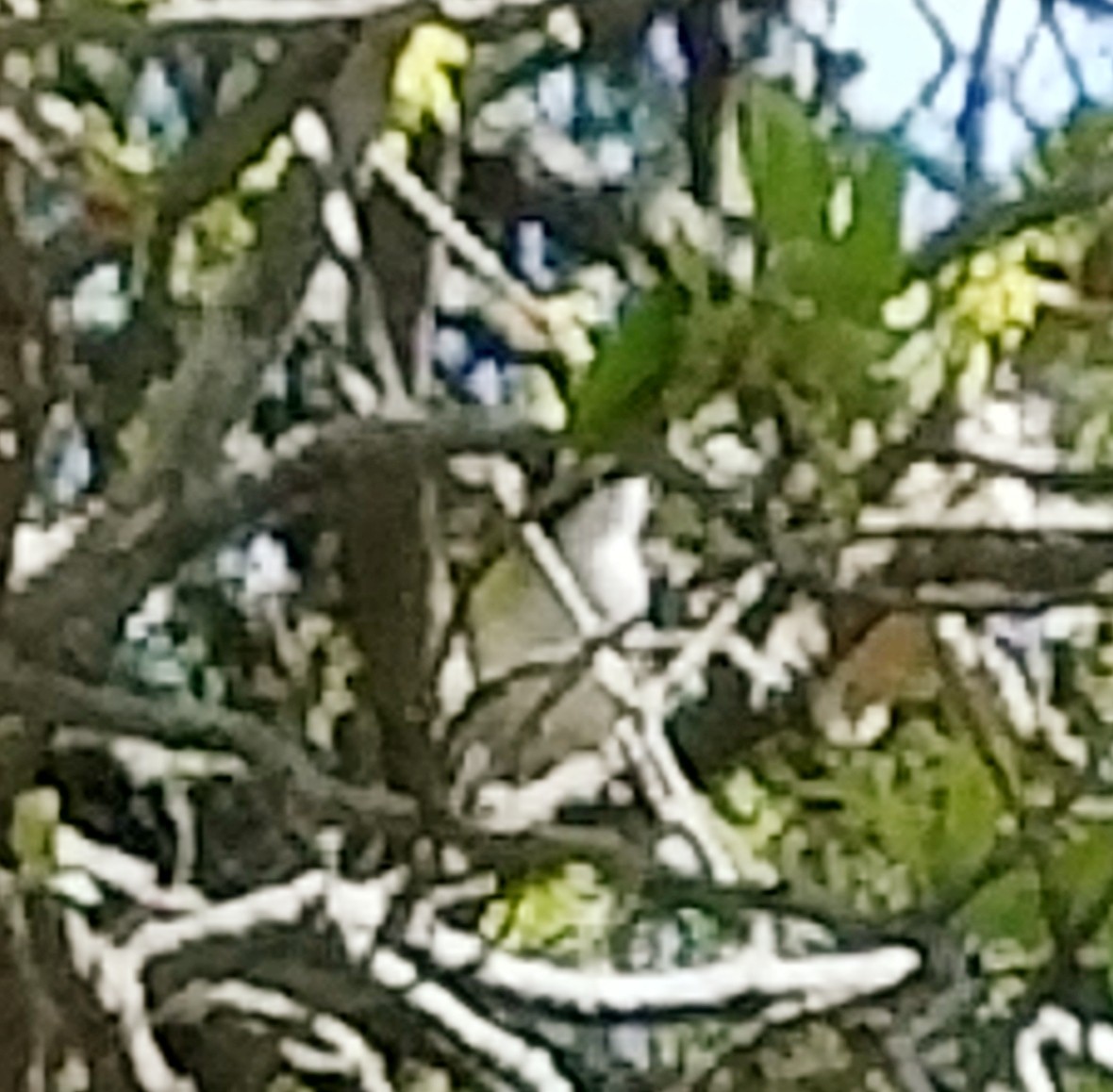 Black-capped Vireo - Richard Wilde