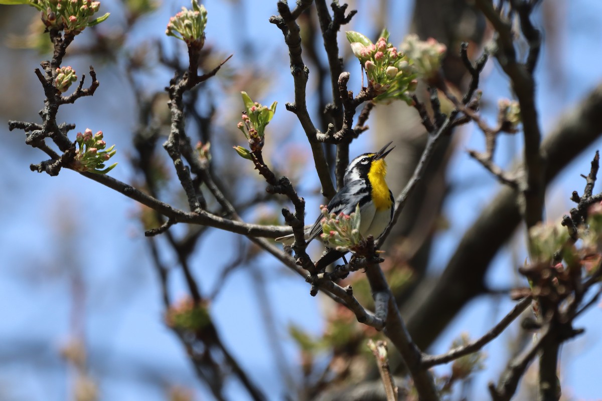 Yellow-throated Warbler - ML324817101
