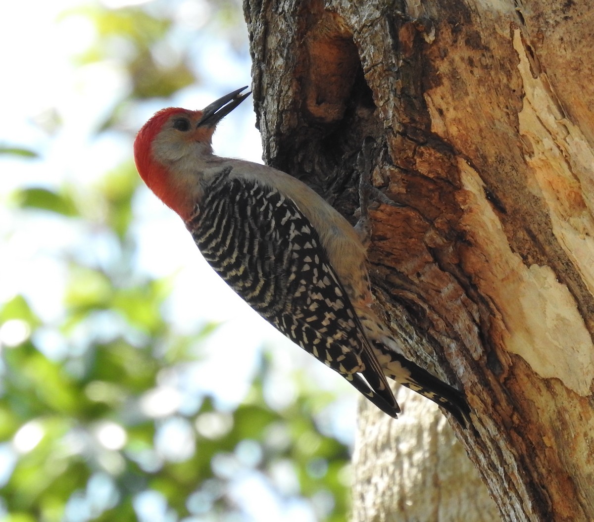 Red-bellied Woodpecker - Nanci Adler