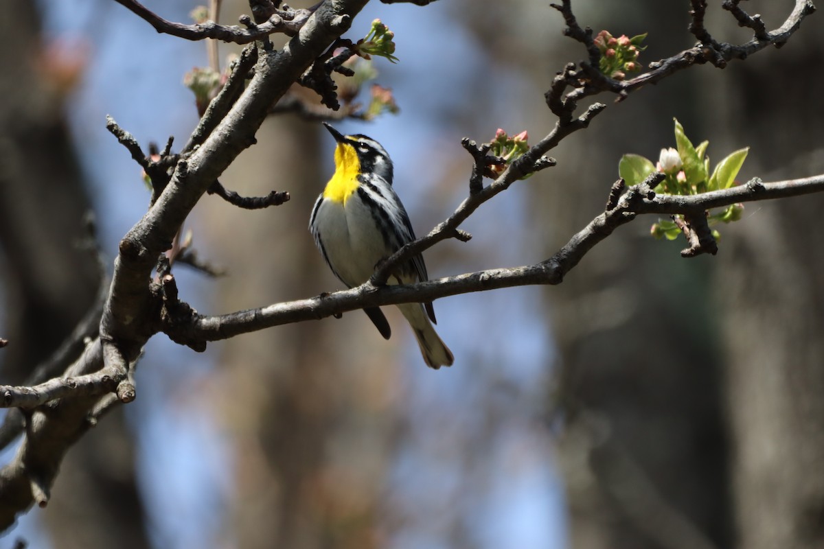 Yellow-throated Warbler - ML324817781