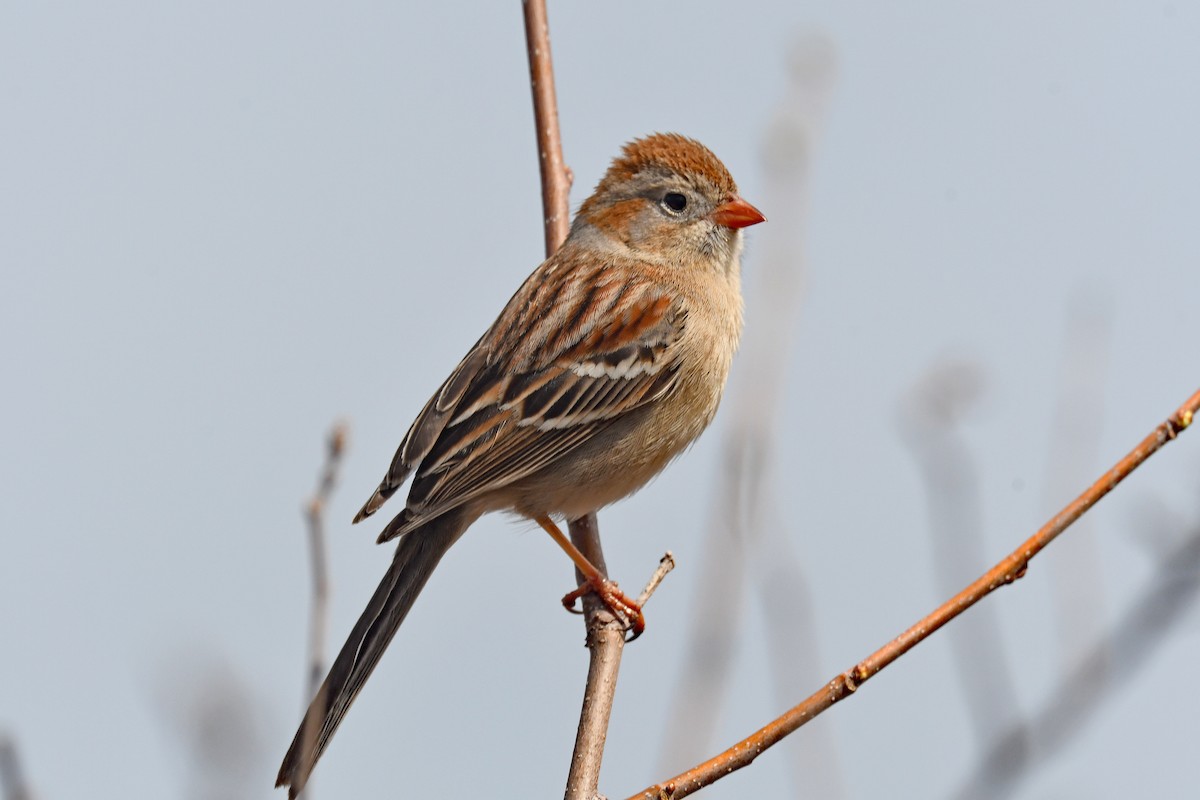 Field Sparrow - ML324818941