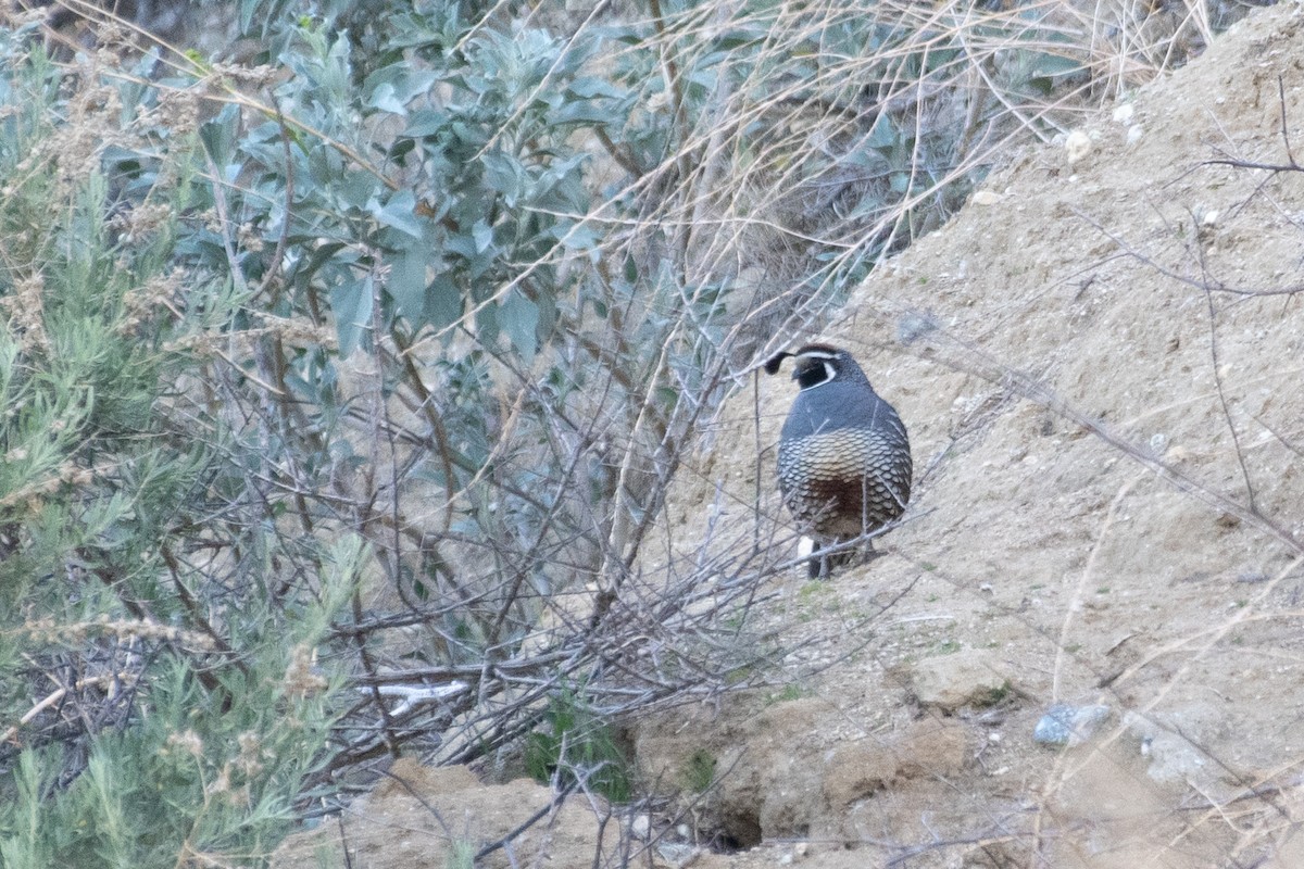 California Quail - ML324819661