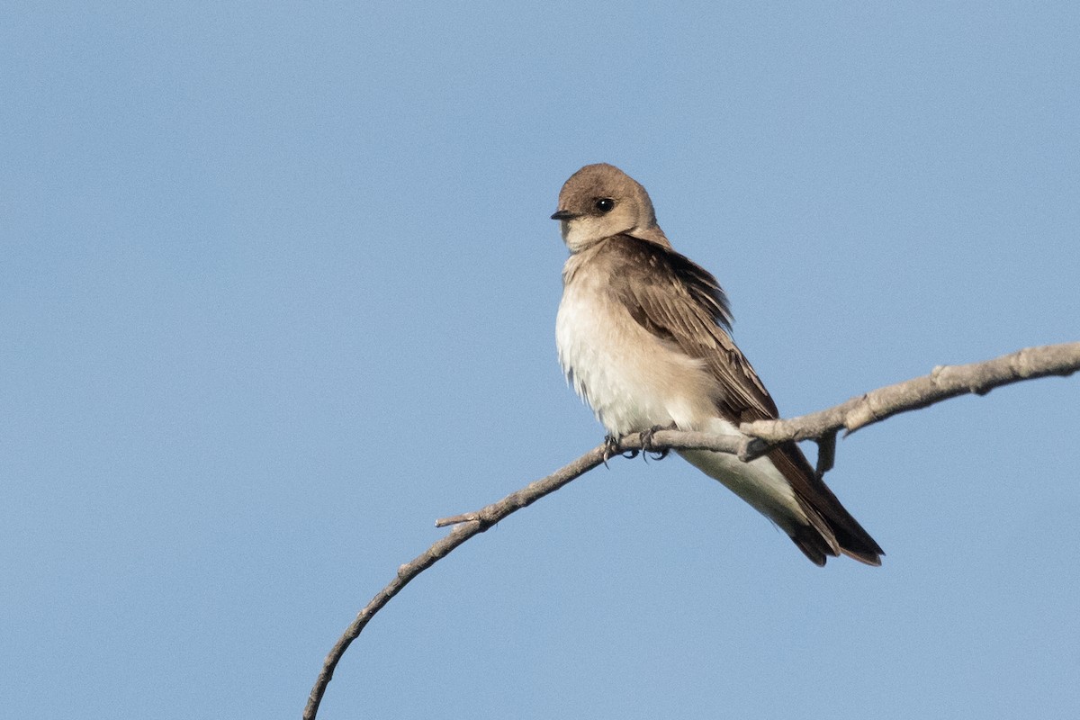 Northern Rough-winged Swallow - ML324819781
