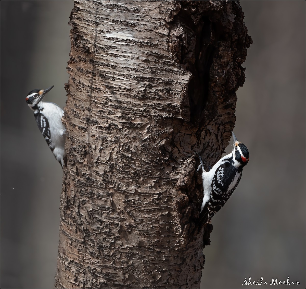 Hairy Woodpecker - Sheila Meehan