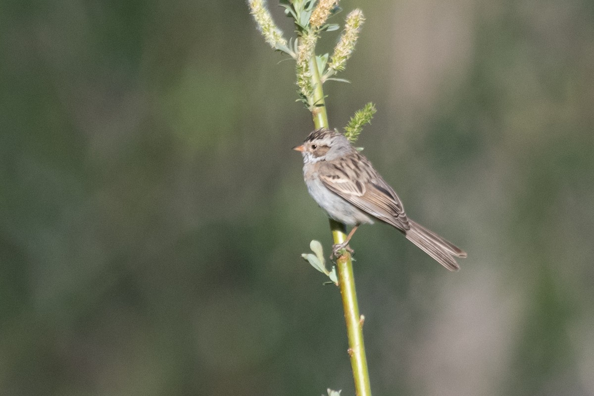 Clay-colored Sparrow - ML324819841