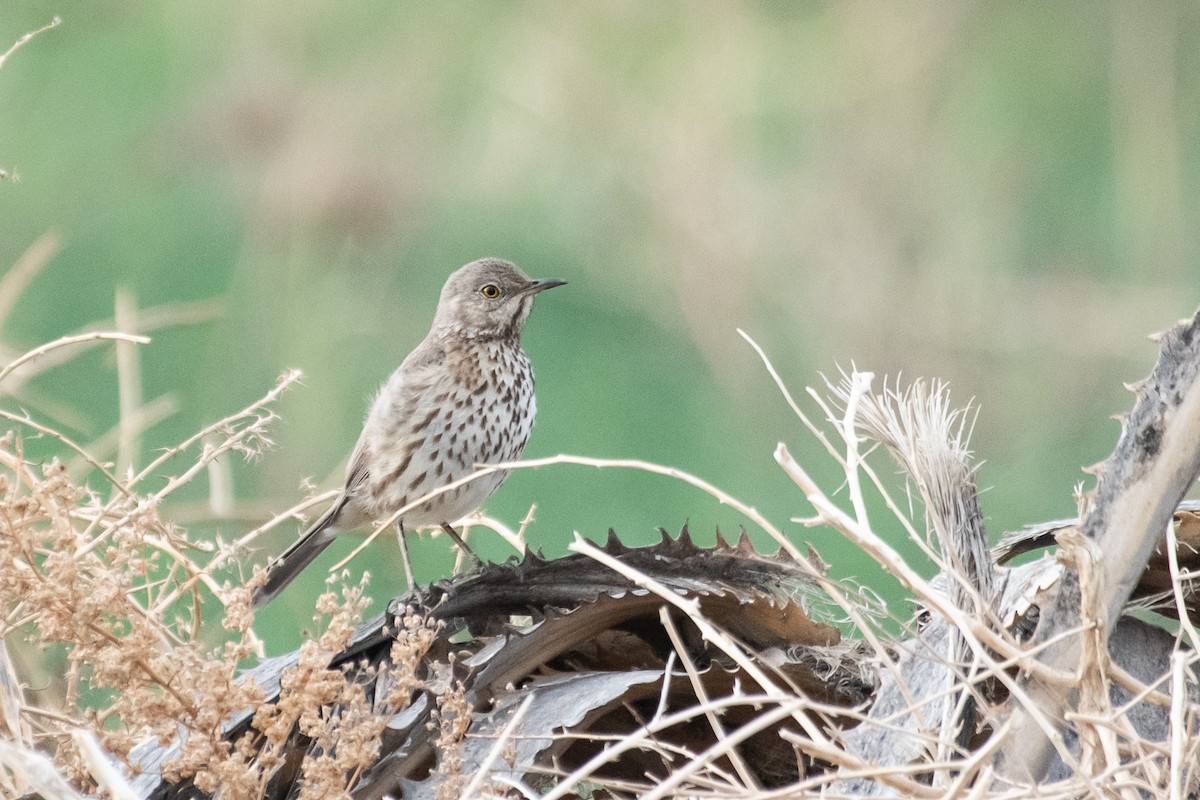 Sage Thrasher - ML324821561