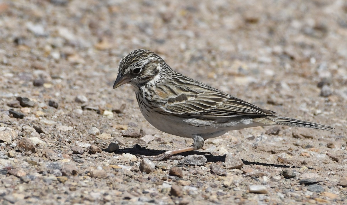Vesper Sparrow - ML324823131