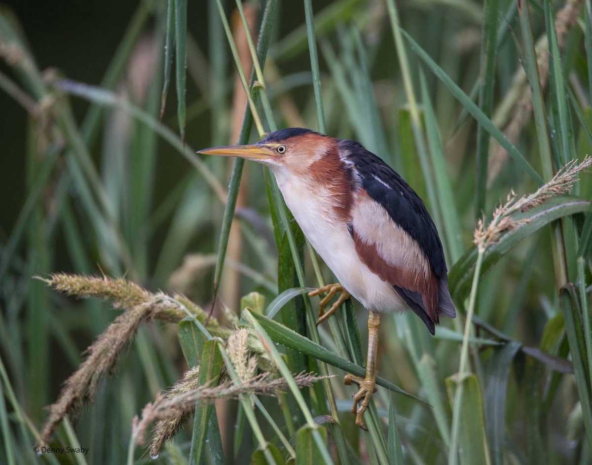 Least Bittern - ML32482341