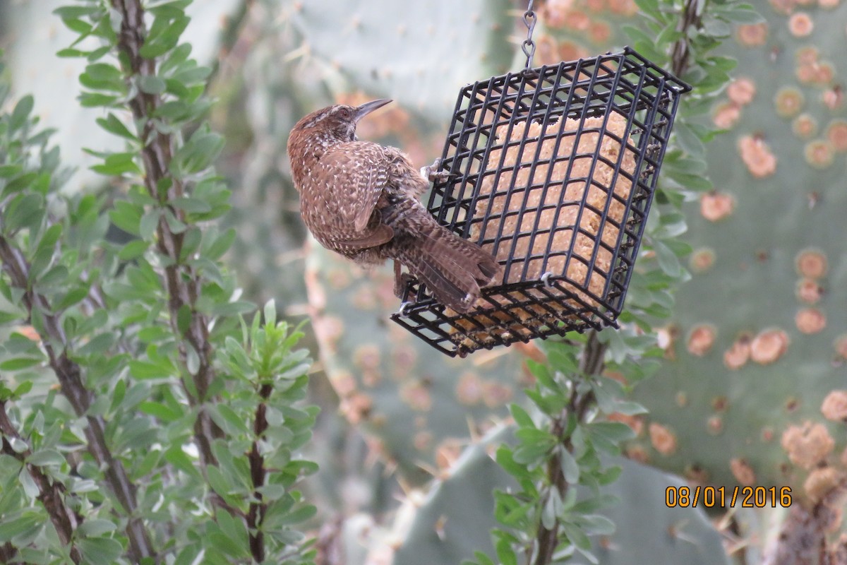 Cactus Wren - ML32482471