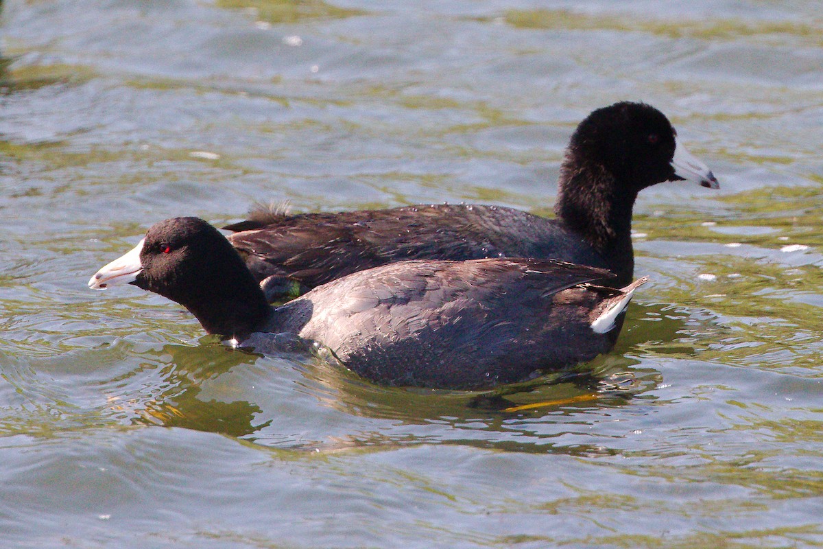 American Coot - ML324825121