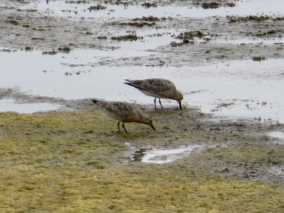 Red Knot - ML324825411