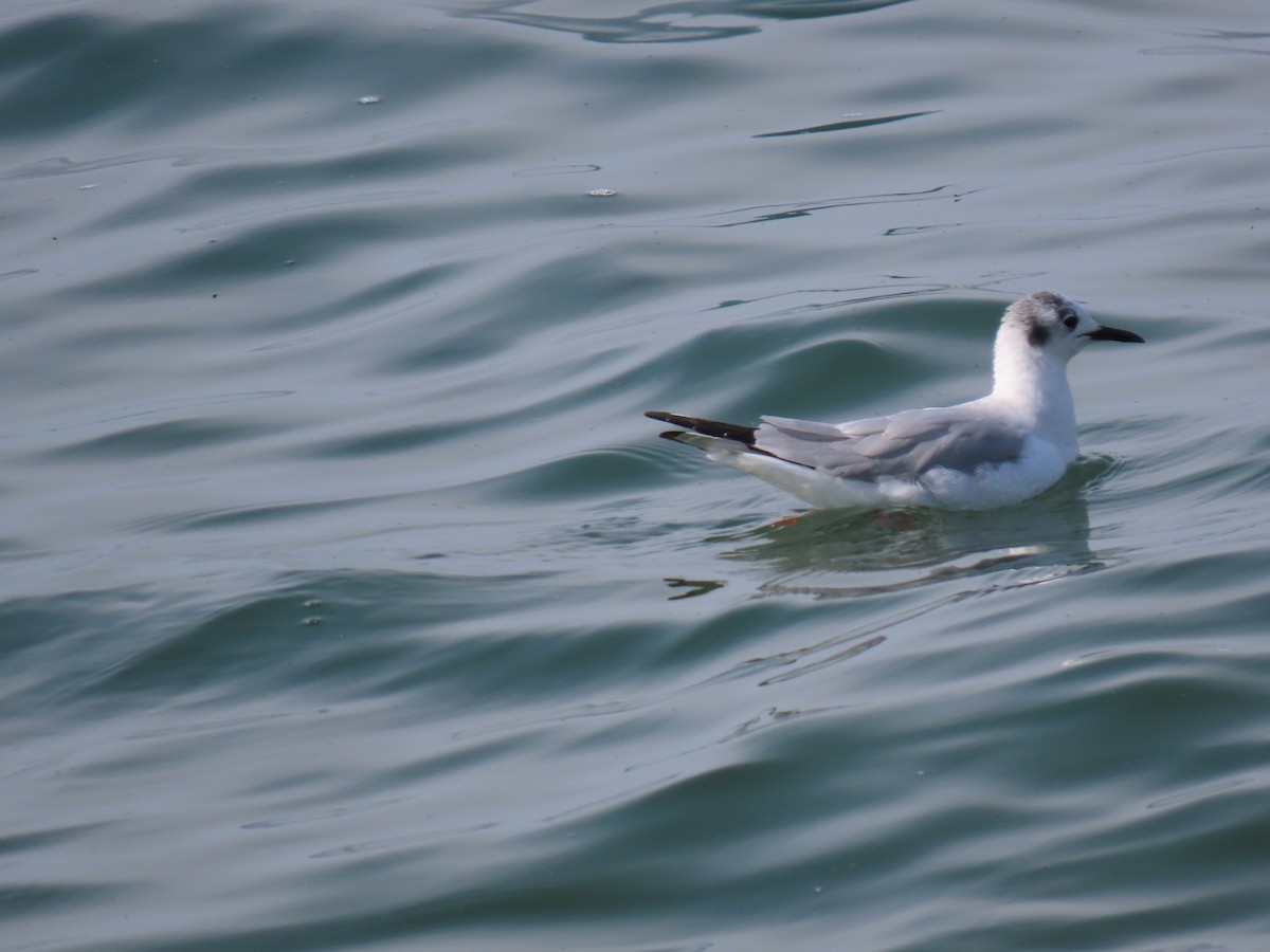 Bonaparte's Gull - Kathryn Mills