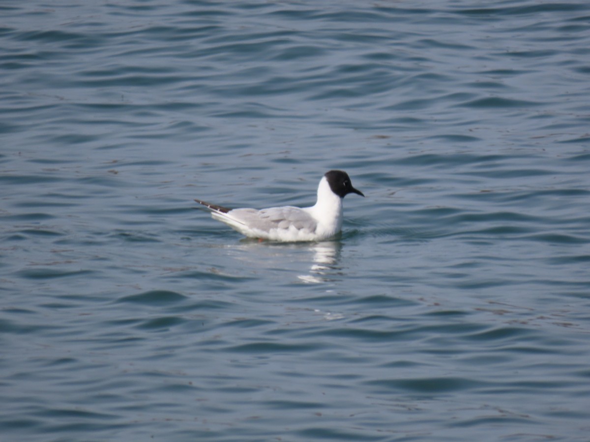 Bonaparte's Gull - Kathryn Mills