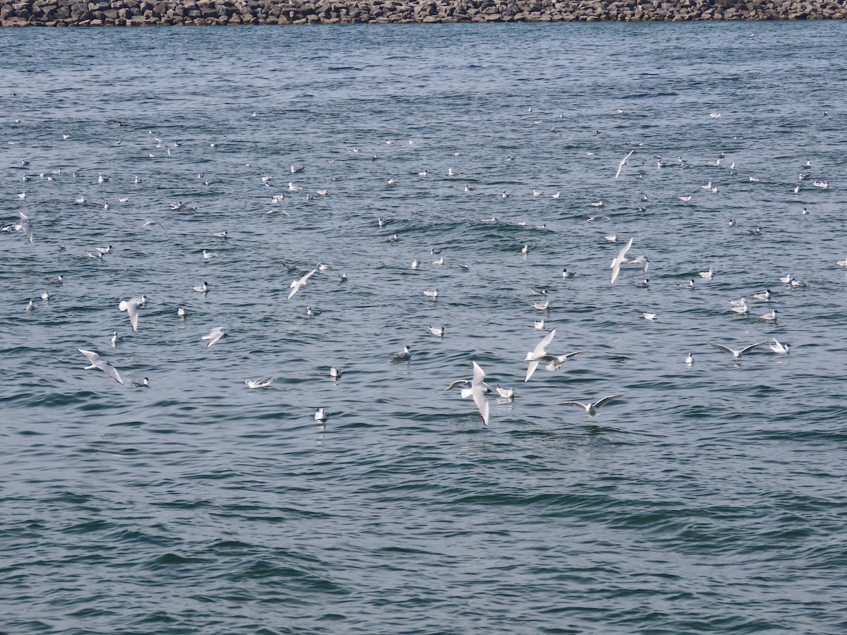 Bonaparte's Gull - ML324825981