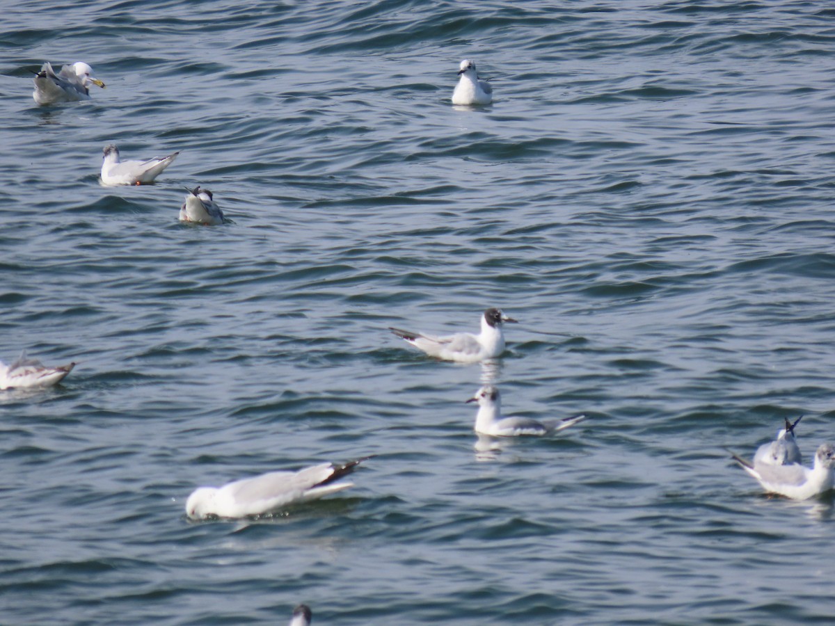 Bonaparte's Gull - ML324826161