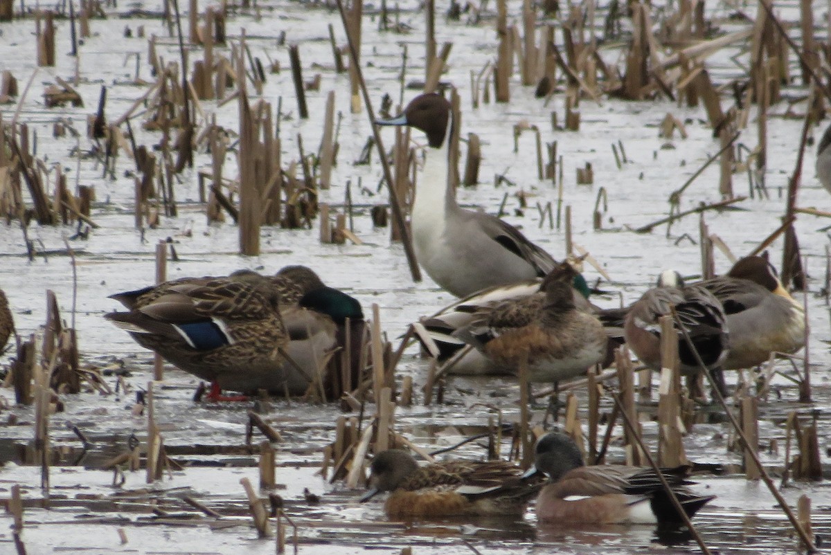 Northern Pintail - ML324826481