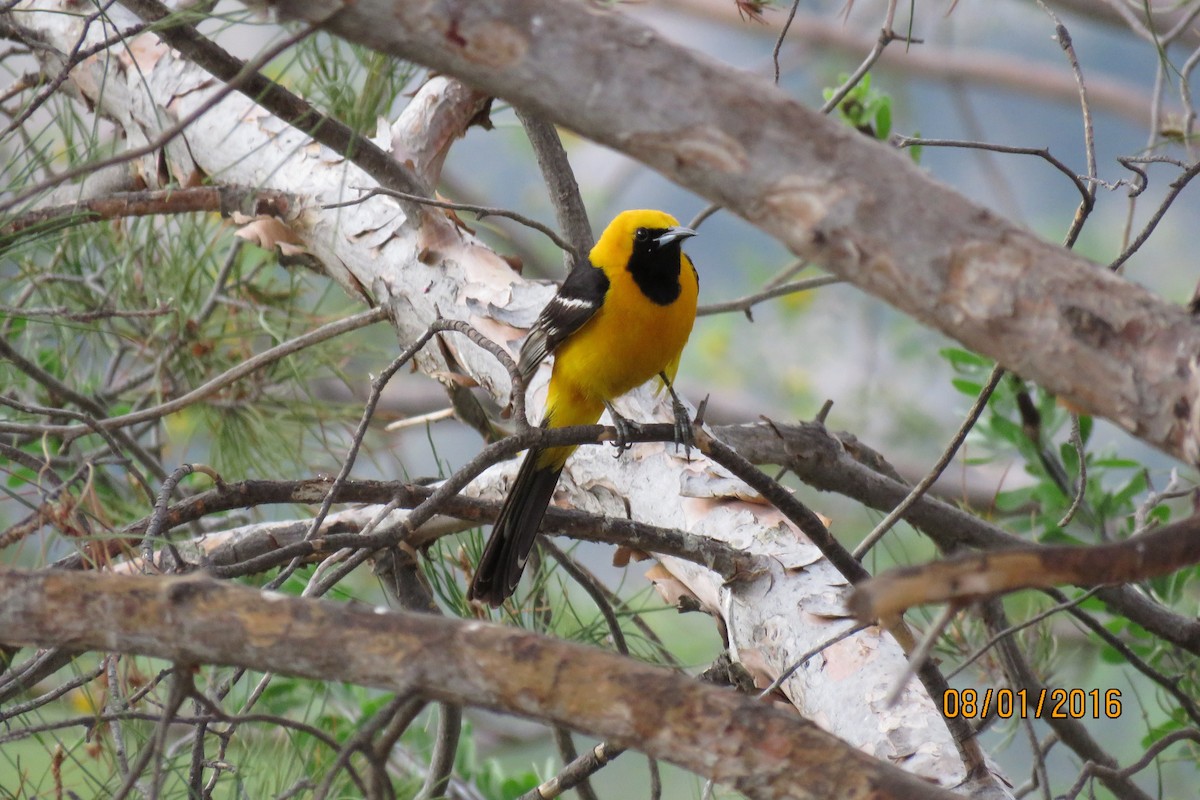 Hooded Oriole - ML32482711