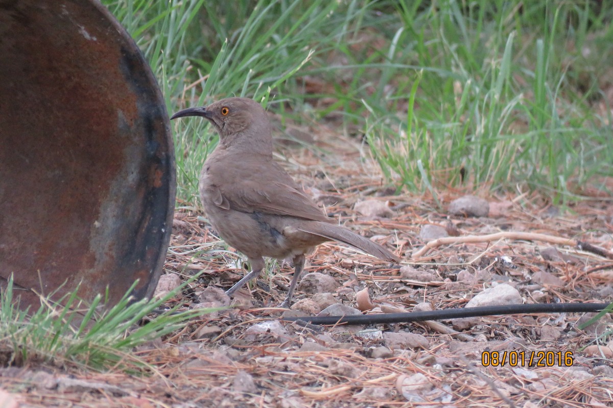 Curve-billed Thrasher - ML32482751