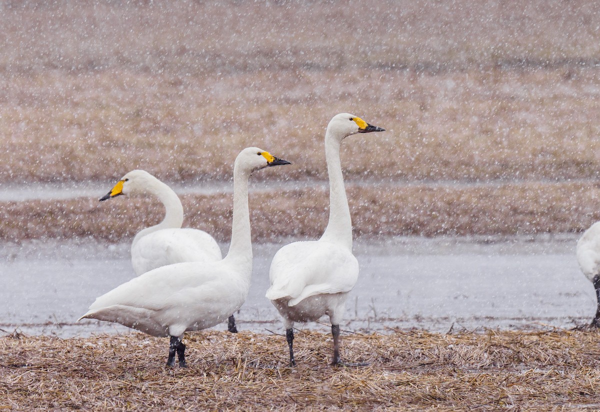 Tundra Swan - ML324827761