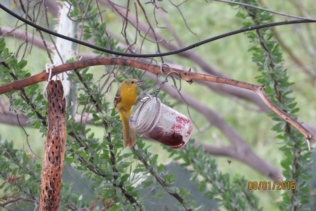 Hooded Oriole - ML32482781