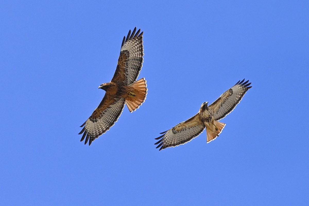Buse à queue rousse - ML324828551