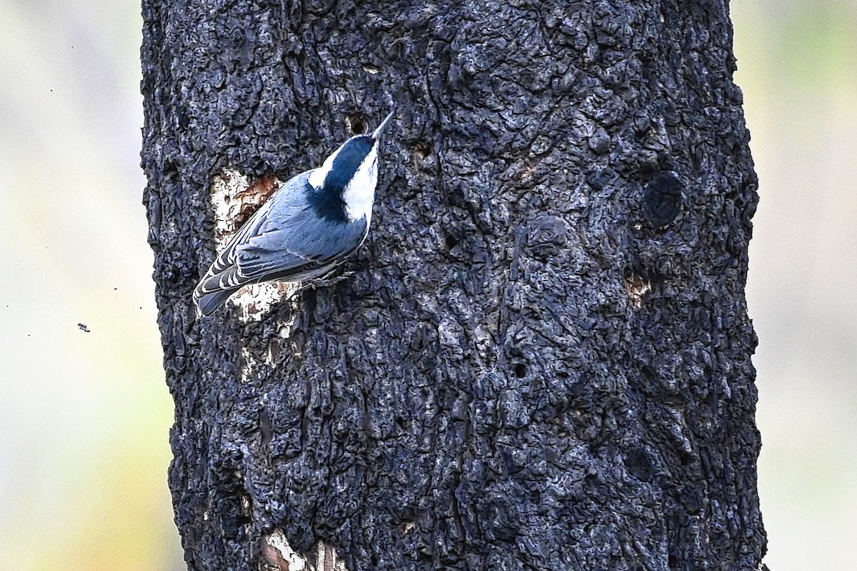 Sittelle à poitrine blanche - ML324828851