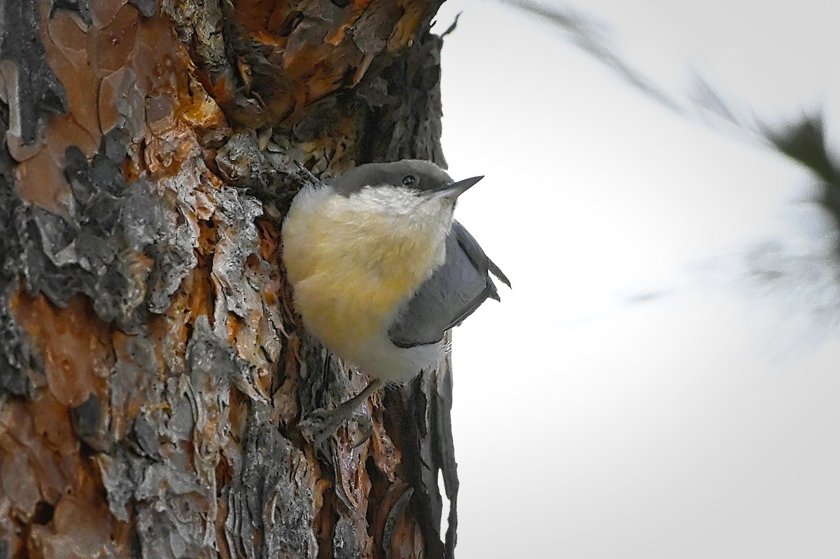 Sittelle pygmée - ML324828931