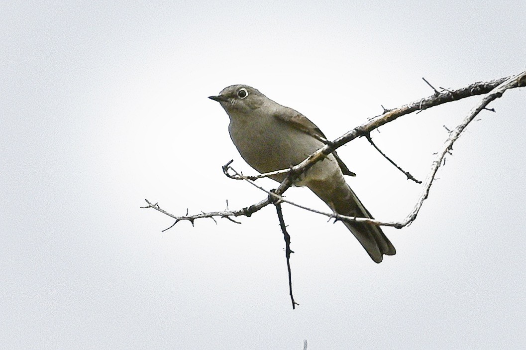 Solitaire de Townsend - ML324829081