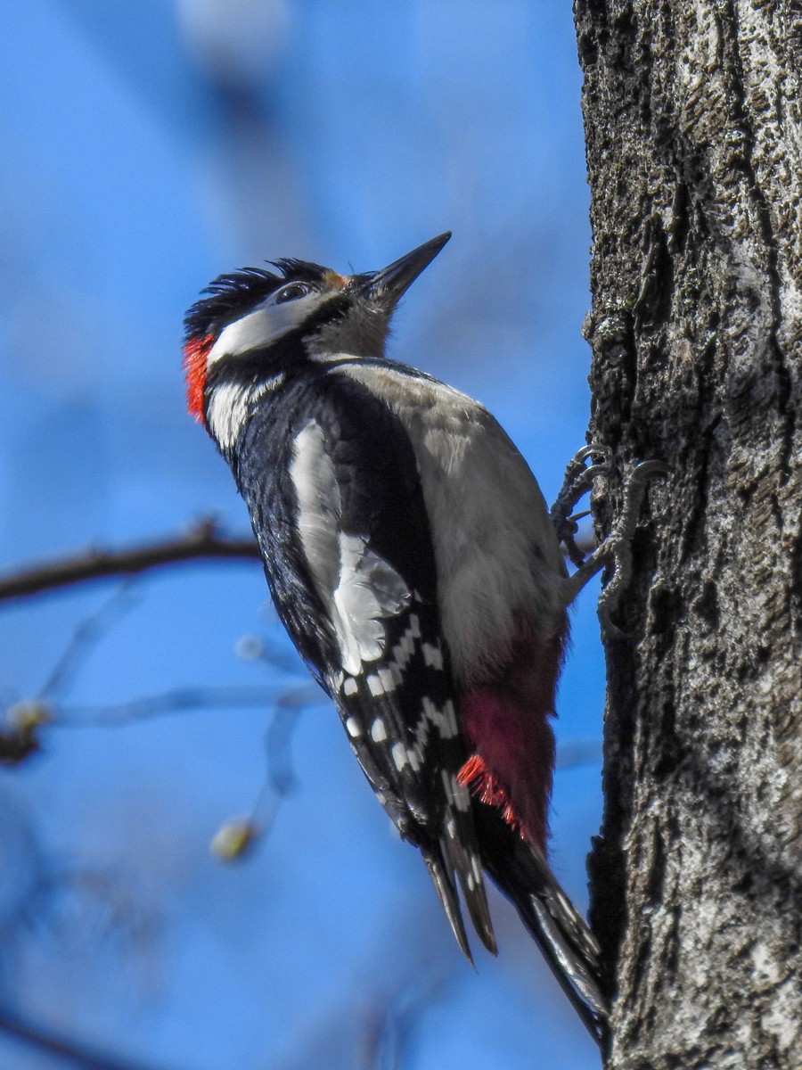 Great Spotted/Syrian Woodpecker - ML324833351