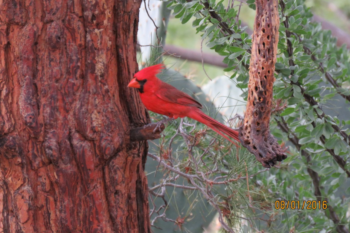 Northern Cardinal - ML32483451