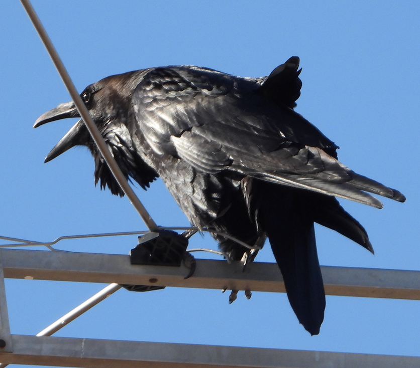 Chihuahuan Raven - ML324835241