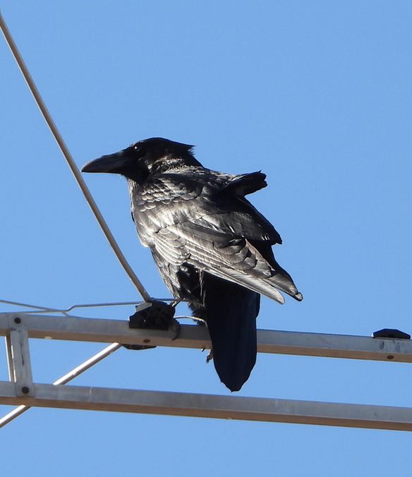 Chihuahuan Raven - ML324835471