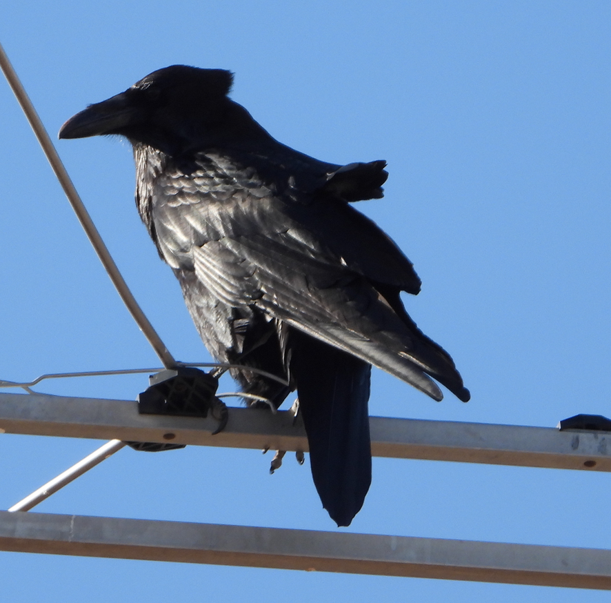 Chihuahuan Raven - ML324835481