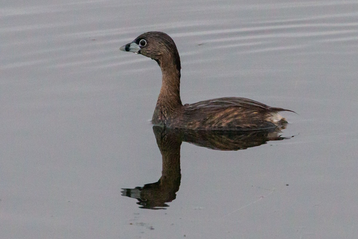 Pied-billed Grebe - ML324836971