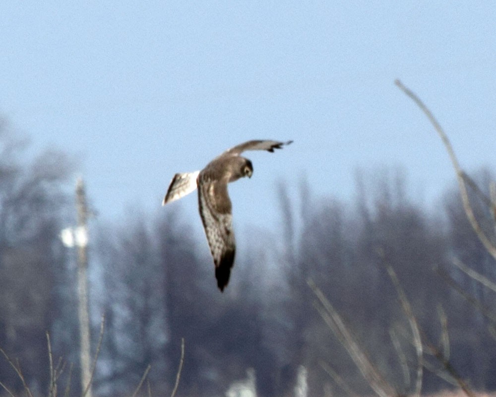 Northern Harrier - ML32483971