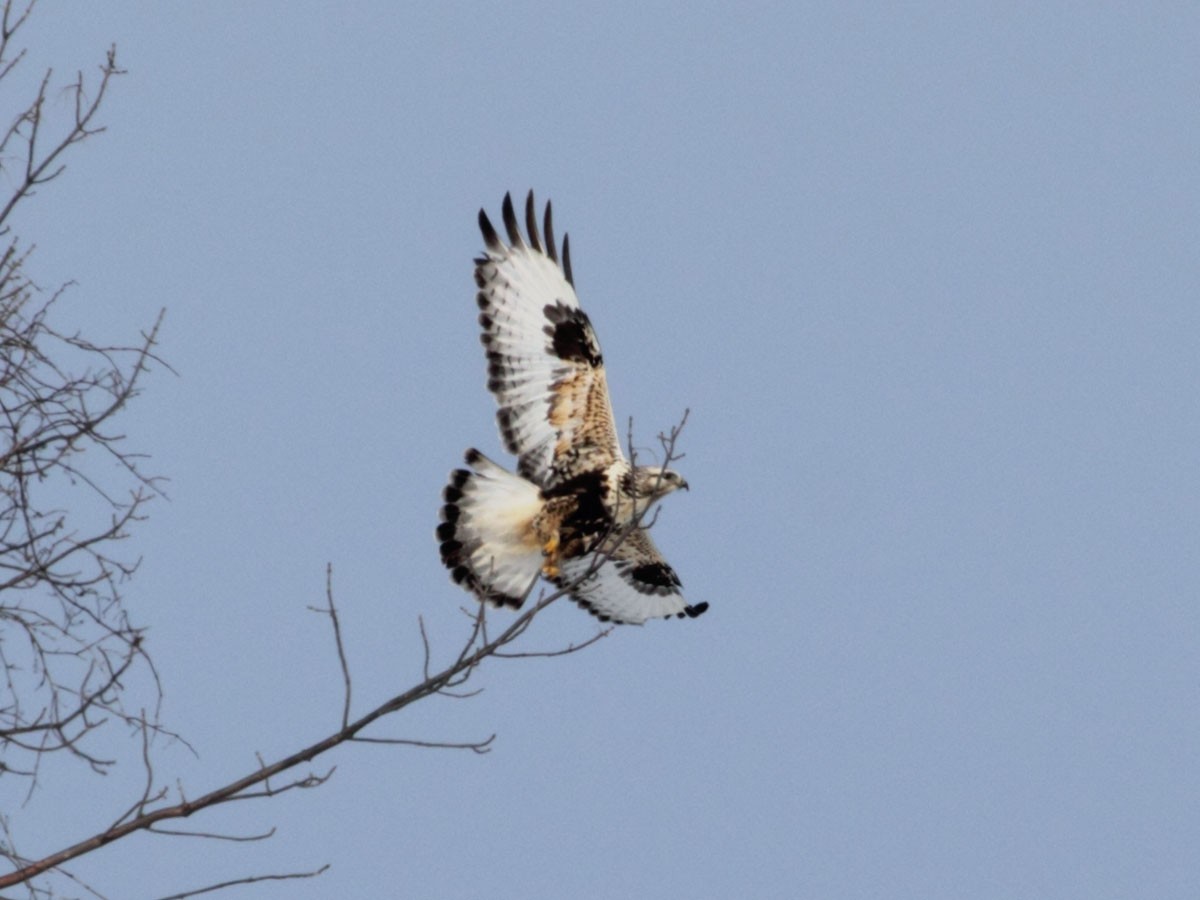 Rough-legged Hawk - ML32484001